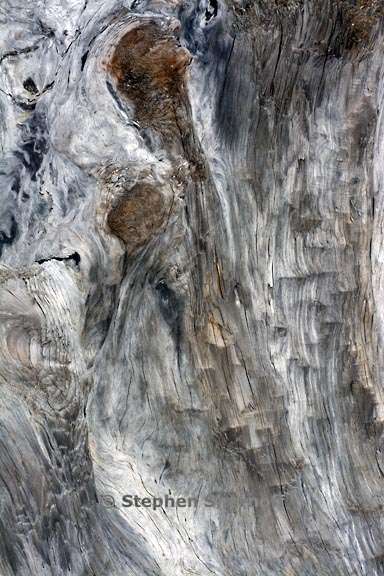 driftwood 3747 1 graphic